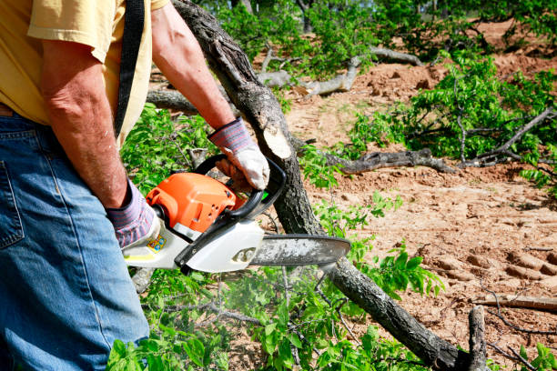 Tree Branch Trimming in Montrose, PA